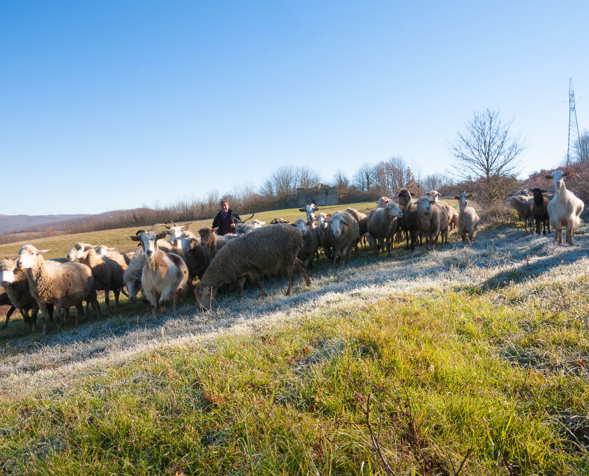 Social Trekking 2025 dal 7 al 9 Marzo in Molise, una terra da scoprire